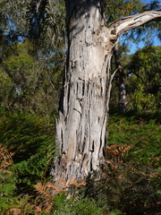 Eucalyptus falciformis