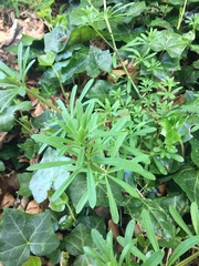 Galium aparine
