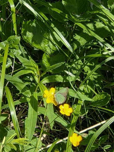 Green Hairstreak