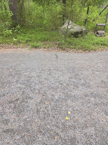 grass snake