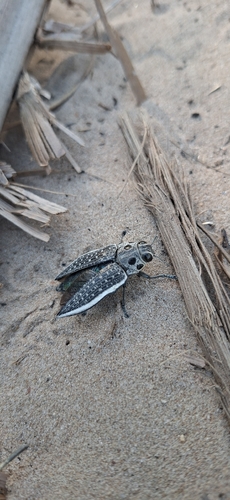 Eyed Jewel Beetle