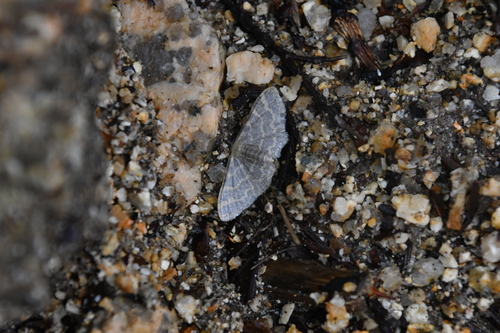 Idaea remissa