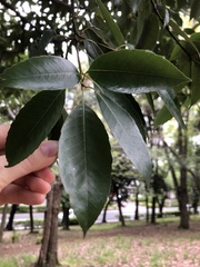Quercus myrsinifolia