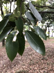 Quercus myrsinifolia