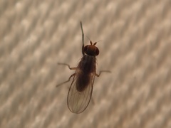 Trixoscelidinae