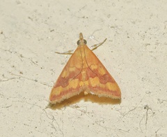 Pyrausta phoenicealis