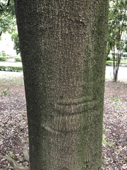 Quercus myrsinifolia