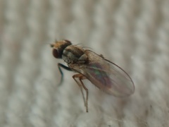 Trixoscelidinae