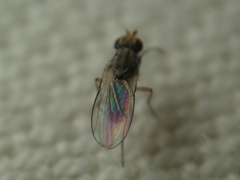 Trixoscelidinae