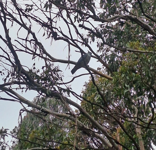 Australian Pacific Baza
