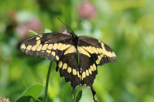 Eastern Giant Swallowtail, photo 5 of 10