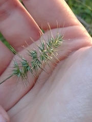 Echinopogon caespitosus