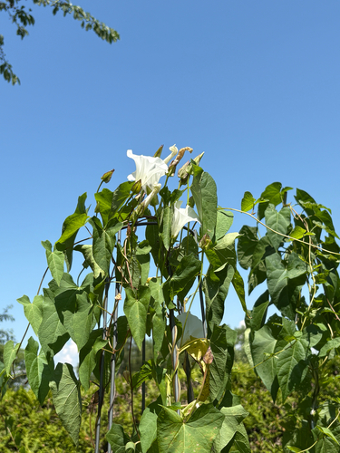 hedge bindweed