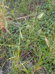 Echinopogon caespitosus