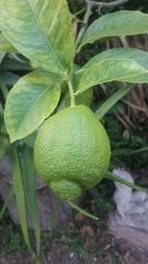 Citrus × latifolia