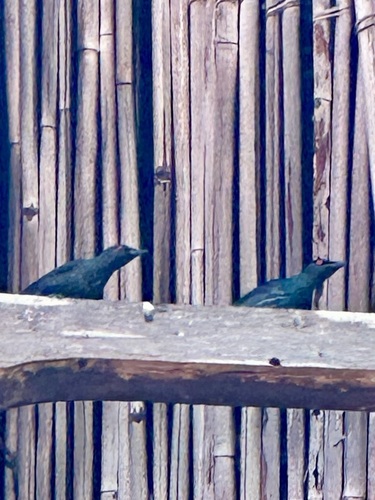 Short-tailed Starling (Aplonis minor), photo 10