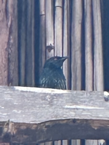 Short-tailed Starling (Aplonis minor), photo 3