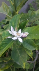 Citrus × latifolia