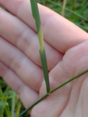 Echinopogon caespitosus