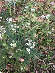 Anthriscus sylvestris