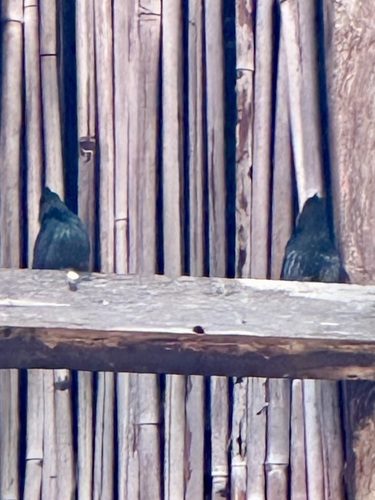 Short-tailed Starling (Aplonis minor), photo 10