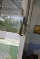 Chlorophorus annularis