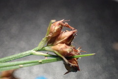 Rhynchospora recognita