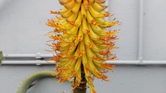 Aloe africana