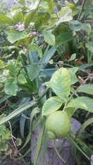 Citrus × latifolia