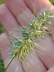Echinopogon caespitosus