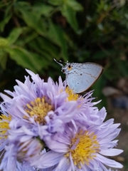Hypolycaena sipylus