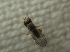 Trixoscelidinae