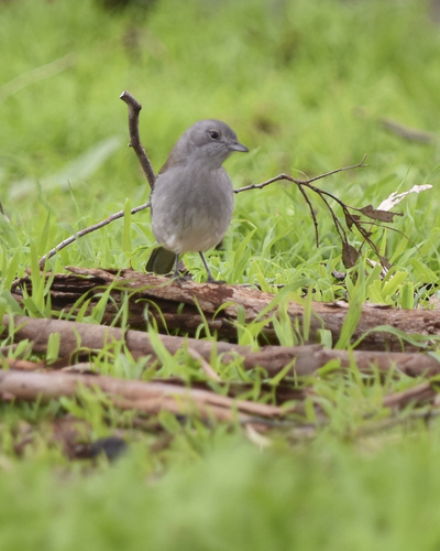 Gray Shrikethrush
