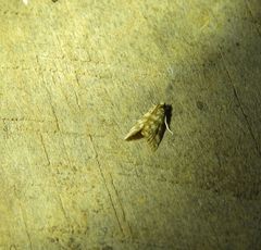 Aporocosmus lamprodeta
