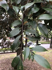 Castanopsis sieboldii