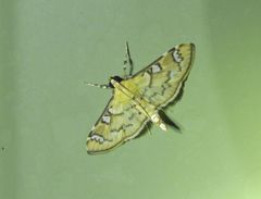 Cotachena hicana