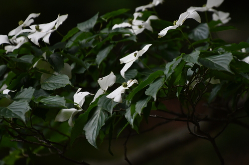 kousa dogwood