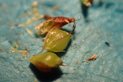 Rhynchospora recognita