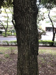 Castanopsis sieboldii