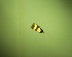 Micrapatetis orthozona