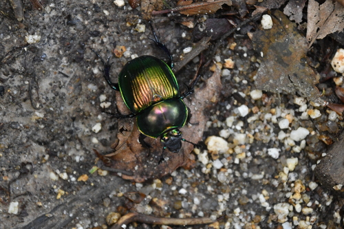 Japanese Earth-boring Dung Beetle