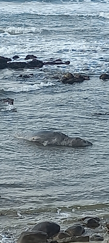 Southern Elephant Seal