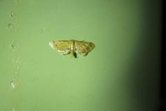 Idaea trypheropa