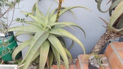 Aloe africana