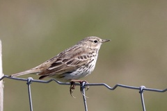 Meadow Pipit photo 5