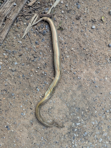 Rainbow Mud Snake