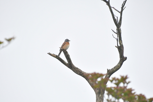 Meadow Bunting