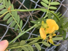 Senna barronfieldii