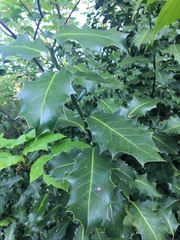 Ilex aquifolium