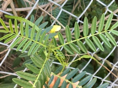Senna barronfieldii